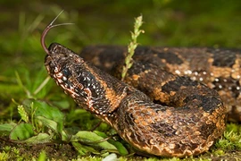 Loài rắn mù màu "khờ khạo" nhưng cực độc ở Việt Nam