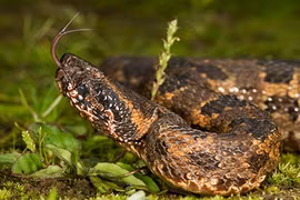 Loài rắn mù màu "khờ khạo" nhưng cực độc ở Việt Nam