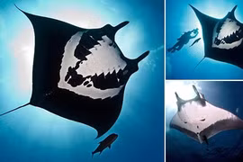 Chân dung loài cá đuối quý hiếm có biểu tượng sọ người 