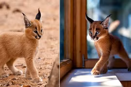 Loài mèo này chính là bá chủ thế giới về độ đáng yêu!