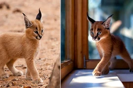 Loài mèo này chính là bá chủ thế giới về độ đáng yêu!