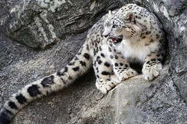 Sức mạnh tình yêu đáng gờm của báo tuyết