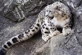 Sức mạnh tình yêu đáng gờm của báo tuyết