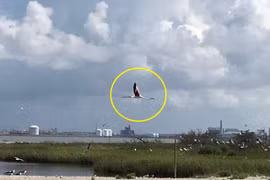 Không thích sống trong vườn thú, hồng hạc quyết định bỏ trốn 