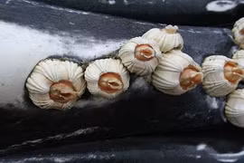 Ghê rợn ký sinh trùng sống trên thân cá heo, cá voi