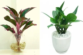 Đặt 4 loại cây phú quý này đặt lên bàn thờ để tài lộc đua nhau về