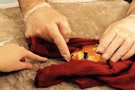 Bỏ hơn 13 triệu đồng phẫu thuật khối u cho cá vàng 