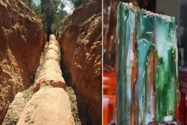 Sự thực choáng về cây hóa ngọc cực hiếm, bảo vật vô giá