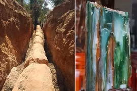 Sự thực choáng về cây hóa ngọc cực hiếm, bảo vật vô giá