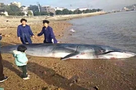 Cá voi chết thảm vì đi vào vùng nước nông