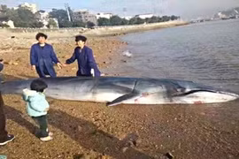 Cá voi chết thảm vì đi vào vùng nước nông