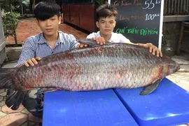 Trắm đen khổng lồ to hơn người: Huyền thoại "thủy quái" hồ Thác Bà