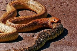 Những động vật máu lạnh ăn thịt đồng loại