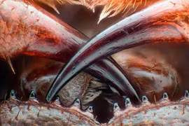 Cận cảnh những quái vật tý hon đầy rẫy quanh ta 