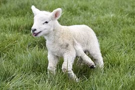 Động vật đột biến ở VN và thế giới gây sốc năm vừa qua