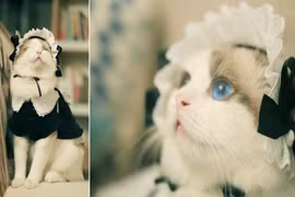 Gặp gỡ cô mèo giúp việc đáng yêu nhất thế giới 