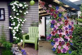 Mẹo giúp cây hoa ông lão trở thành điểm nhấn đặc biệt nhất nhà