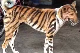 Người nông dân tuyên chiến theo cách độc dị với đàn khỉ gây họa 