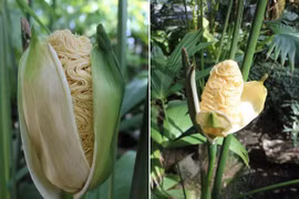 Chân tướng loài cây "dị" hoa nhìn như mỳ tôm vừa bóc