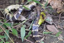 Nuốt chửng rắn lục đuôi đỏ xong, rắn độc chết thảm 