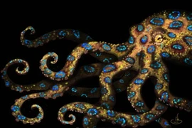 Hãi hùng bạch tuộc đốm xanh độc hơn cả rắn hổ mang