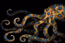 Hãi hùng bạch tuộc đốm xanh độc hơn cả rắn hổ mang