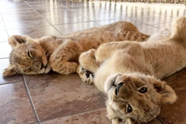 Xem sư tử con sinh ra từ thụ tinh nhân tạo đầu tiên