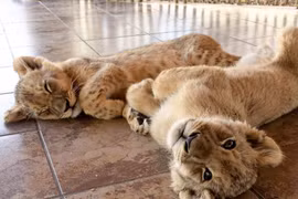 Xem sư tử con sinh ra từ thụ tinh nhân tạo đầu tiên