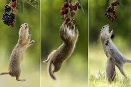 Ngoạn mục cầy thảo nguyên dùng “khinh công” kiếm thức ăn