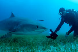 Rợn người cảnh nhiếp ảnh gia tiếp cận cá mập hổ