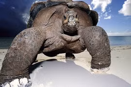 Điểm danh những loài rùa khổng lồ trên thế giới 