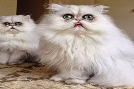 Mê mẩn hai chú mèo ngoài hành tinh cực đáng yêu 