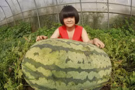 Xem "vua" dưa hấu nặng 139kg, ăn mãi không hết 