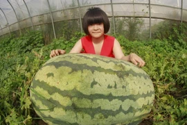 Xem "vua" dưa hấu nặng 139kg, ăn mãi không hết 
