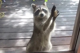 Đáng yêu gấu mèo mẹ gõ cửa xin thức ăn cho con