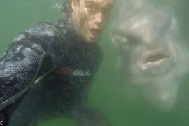 Cá thái dương làm mặt cực ngầu “tự sướng” cùng người 