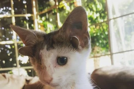 Chú mèo kỳ lạ có 4 tai, 1 mắt, lại rất thu hút
