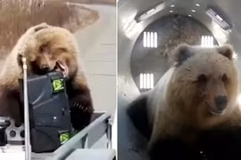 Gấu khổng lồ chuyên ăn cướp, ăn xin người đi đường 