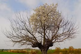 Bí ẩn cây mọc trên cây siêu kỳ quái, ai cũng tò mò