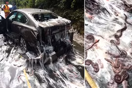 Rợn người cảnh nghìn con lươn "nhầy nhụa" trên đường cái 