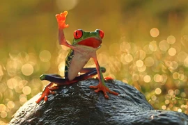 Cực ấn tượng động vật giơ tay "xin chào" với con người 