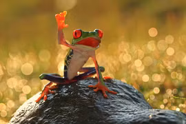 Cực ấn tượng động vật giơ tay "xin chào" với con người 