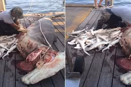 Kinh hoàng cảnh mổ bụng cá mập đầu búa đang mang thai