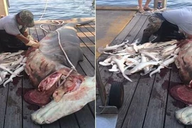 Kinh hoàng cảnh mổ bụng cá mập đầu búa đang mang thai