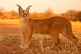 Ảnh siêu độc về loài mèo hoang dã caracal