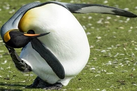 Mê mệt cảnh chim cánh cụt hoàng đế gãi đầu cực yêu