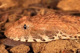 Phát hiện loài rắn tử thần độc top 10 thế giới 