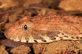 Phát hiện loài rắn tử thần độc top 10 thế giới 