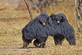 Ảnh gấu con lười biếng làm nũng mẹ cực dễ thương