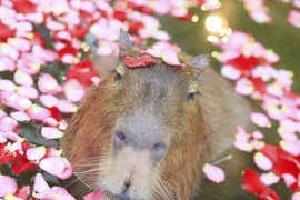 Phát hờn với chuột lang nước khi valentine FA vẫn sang chảnh 